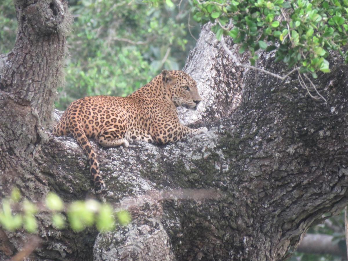 Safari Yala Guest house Kataragama