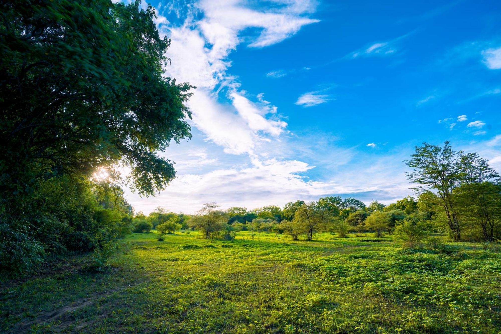 Safari Yala