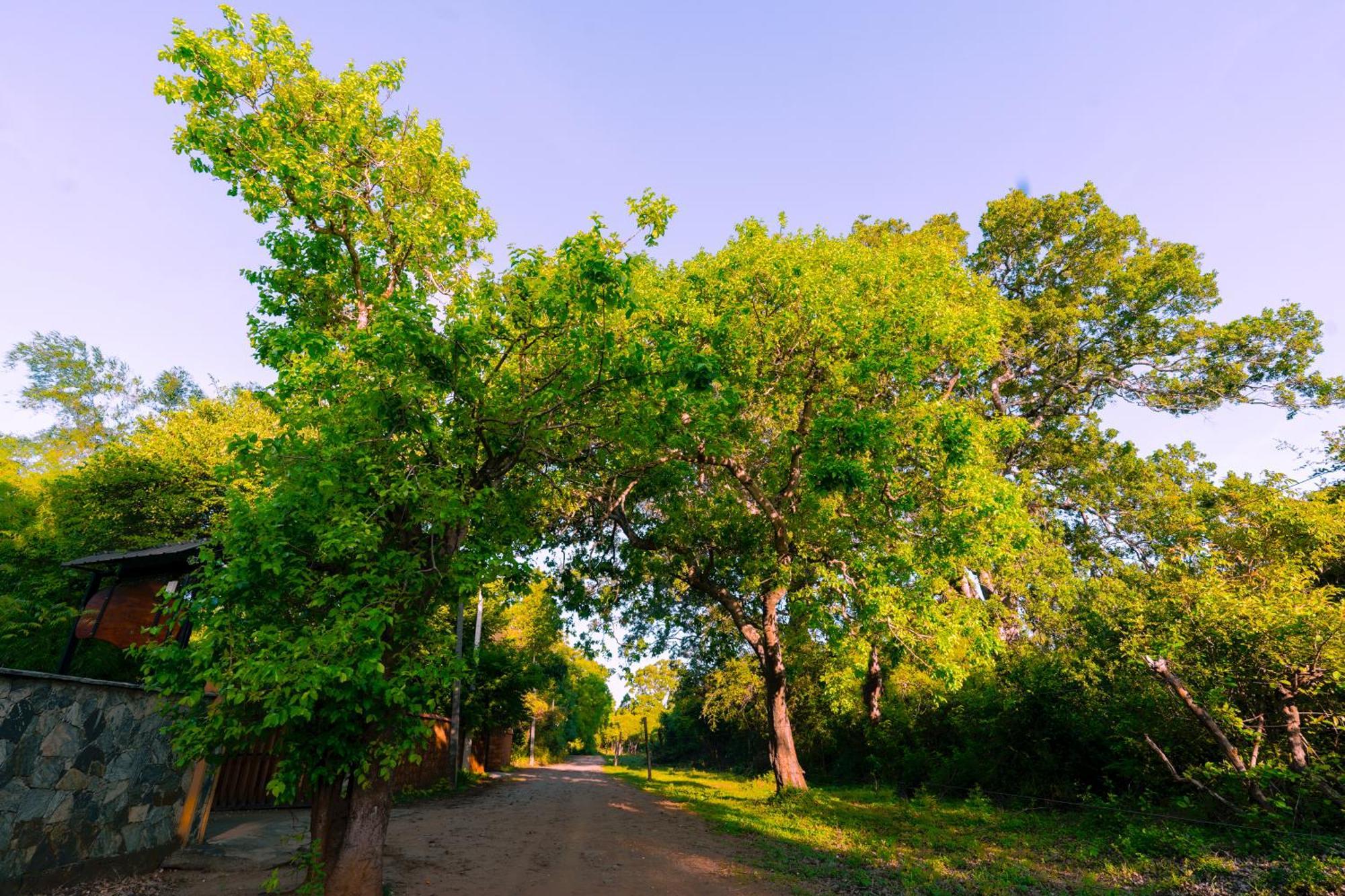 Guest house Safari Yala *